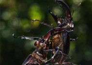 破坏性生物行为指令（权力）