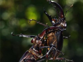 破坏性生物行为指令（权力）